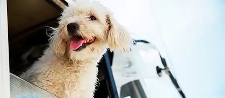 JB Hunt Pet Policy Explained