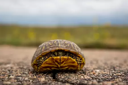 VIDEO: A trucker's DVR captured a terrifying chain reaction caused by a turtle crossing the road
