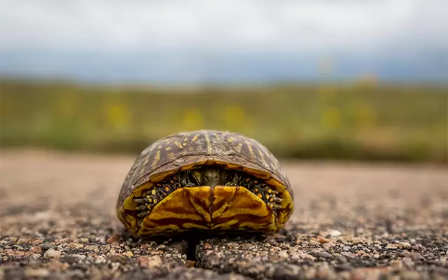 VIDEO: A trucker's DVR captured a terrifying chain reaction caused by a turtle crossing the road