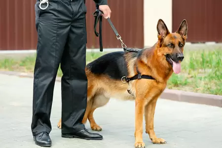 VIDEO: Collision Involving Hillsboro Patrol Car: Officer and K9 Escape with Minor Injuries, Investigation Launched by Sheriff's Office