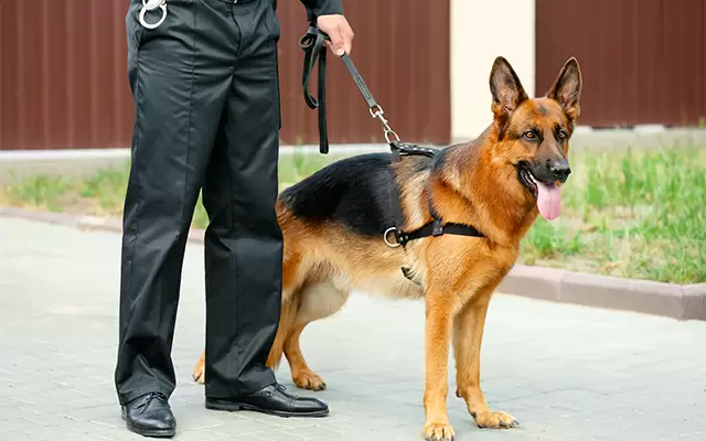 VIDEO: Collision Involving Hillsboro Patrol Car: Officer and K9 Escape with Minor Injuries, Investigation Launched by Sheriff's Office