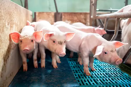 VIDEO: Kansas Firefighters Brave Heatwave to Rescue Overheated Pigs in Broken-Down Trailer