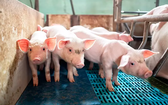 VIDEO: Kansas Firefighters Brave Heatwave to Rescue Overheated Pigs in Broken-Down Trailer