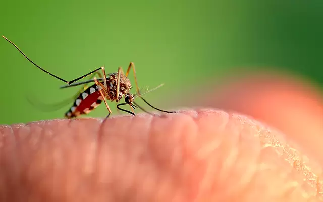 Human Cases of West Nile Virus Confirmed in Minnesota, Federal Health Officials Report